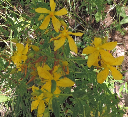 Giallo montanaro - Hypericum perforatum